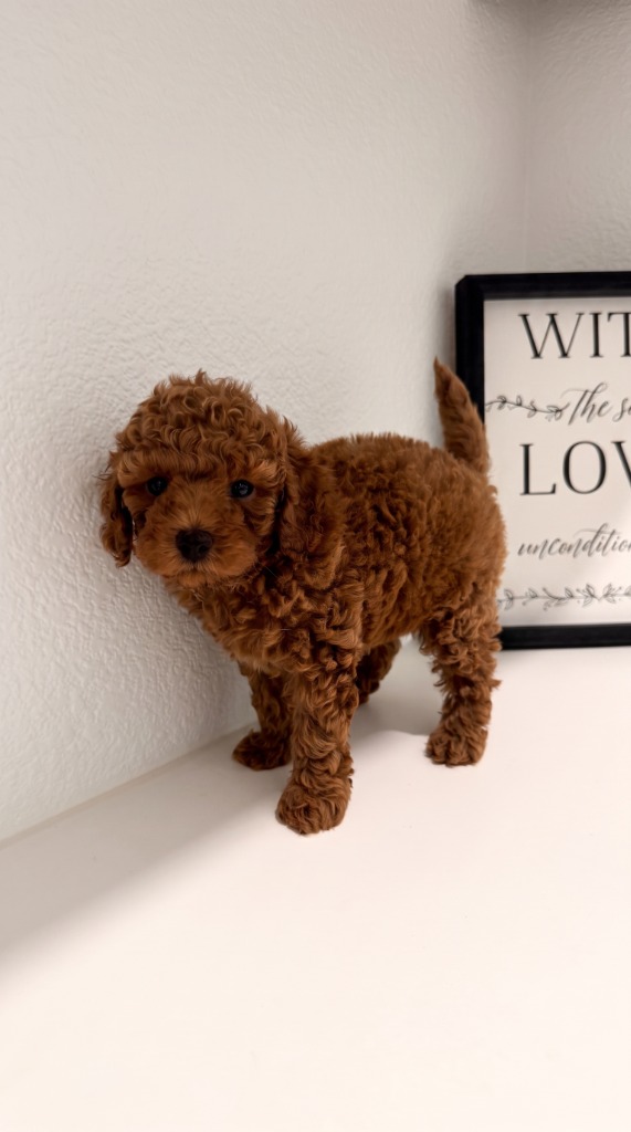 Teacup Poodle puppy standing, red curly coat